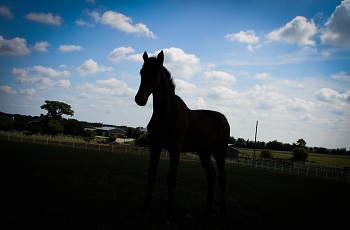 Farm Dusk